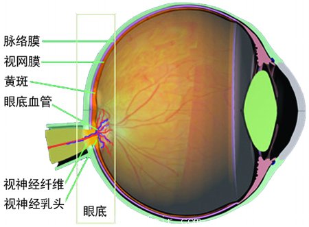 商報記者 吳大強(qiáng)